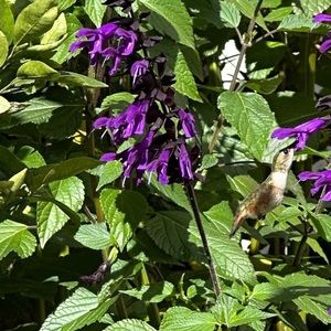 Ipad pro Magic Keyboard trade post for @chloebolognini4